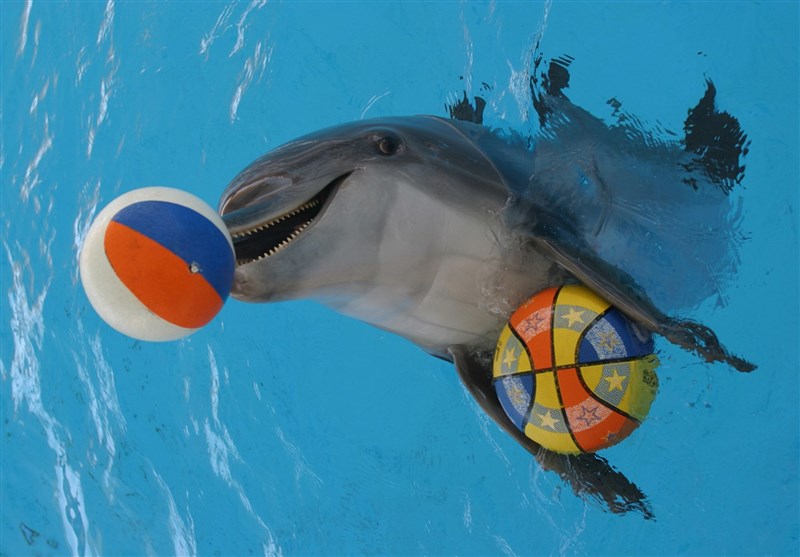 Dolphin Park 2